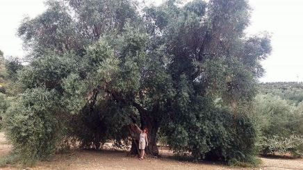Olivo de Fuenteovejuna.