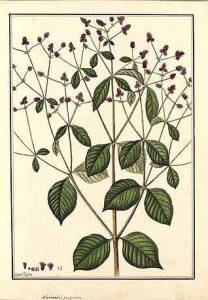 Expedición botánica 1777
